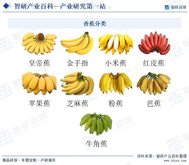 芭蕉最新价格，市场趋势与影响因素分析