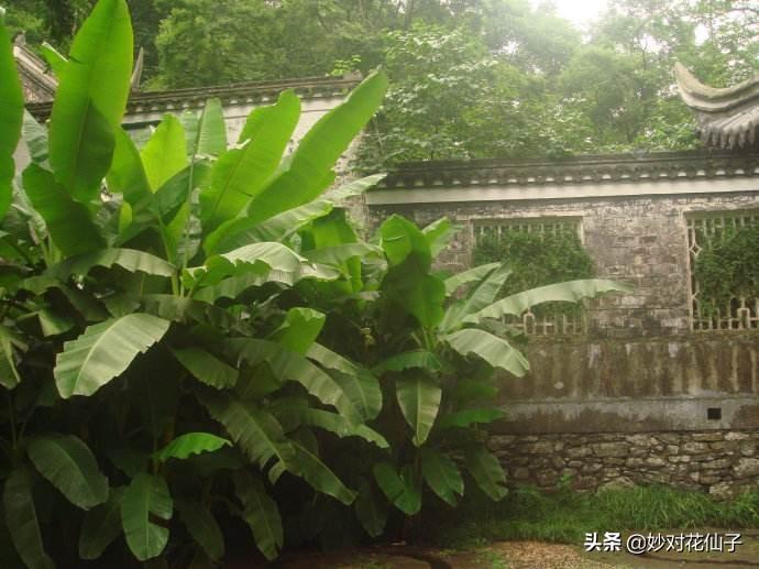 芭蕉雨最新，一场关于自然、艺术与文化的深度对话