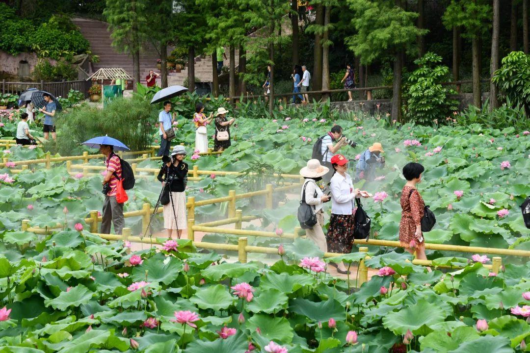 莲花石最新，探索自然奇观与人类文明的交汇点