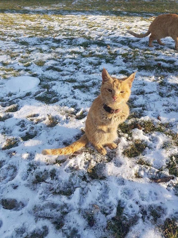 流浪猫最新，关注、救助与保护的现状与未来